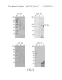 NUCLEIC ACID CONSTRUCT, RECOMBINANT VECTOR, AND RECOMBINANT E. COLI     PRODUCING CHICKEN ANEMIA VIRUS VP1 PROTEIN diagram and image