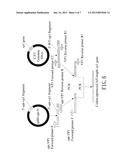 NUCLEIC ACID CONSTRUCT, RECOMBINANT VECTOR, AND RECOMBINANT E. COLI     PRODUCING CHICKEN ANEMIA VIRUS VP1 PROTEIN diagram and image