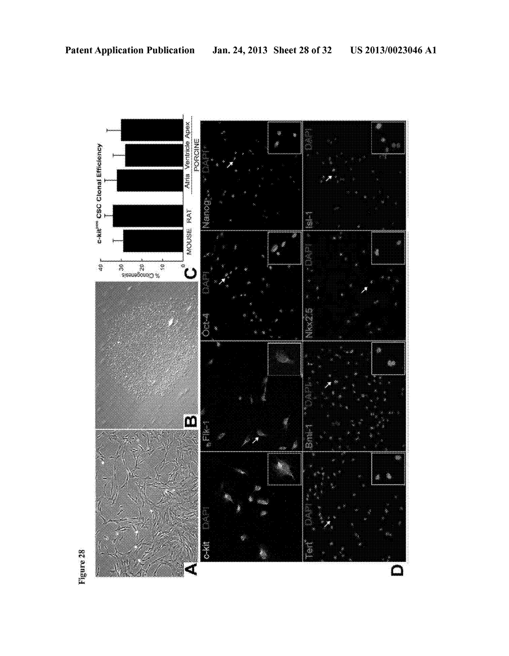 MULTIPOTENT ADULT STEM CELL POPULATION - diagram, schematic, and image 29