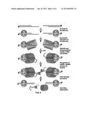 TECHNIQUES FOR TRANSFECTING PROTOPLASTS diagram and image