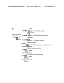 TECHNIQUES FOR TRANSFECTING PROTOPLASTS diagram and image