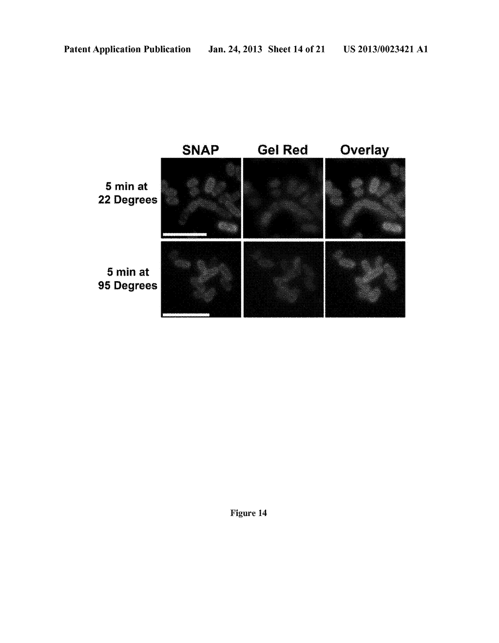 PROTEIN DISPLAY - diagram, schematic, and image 15