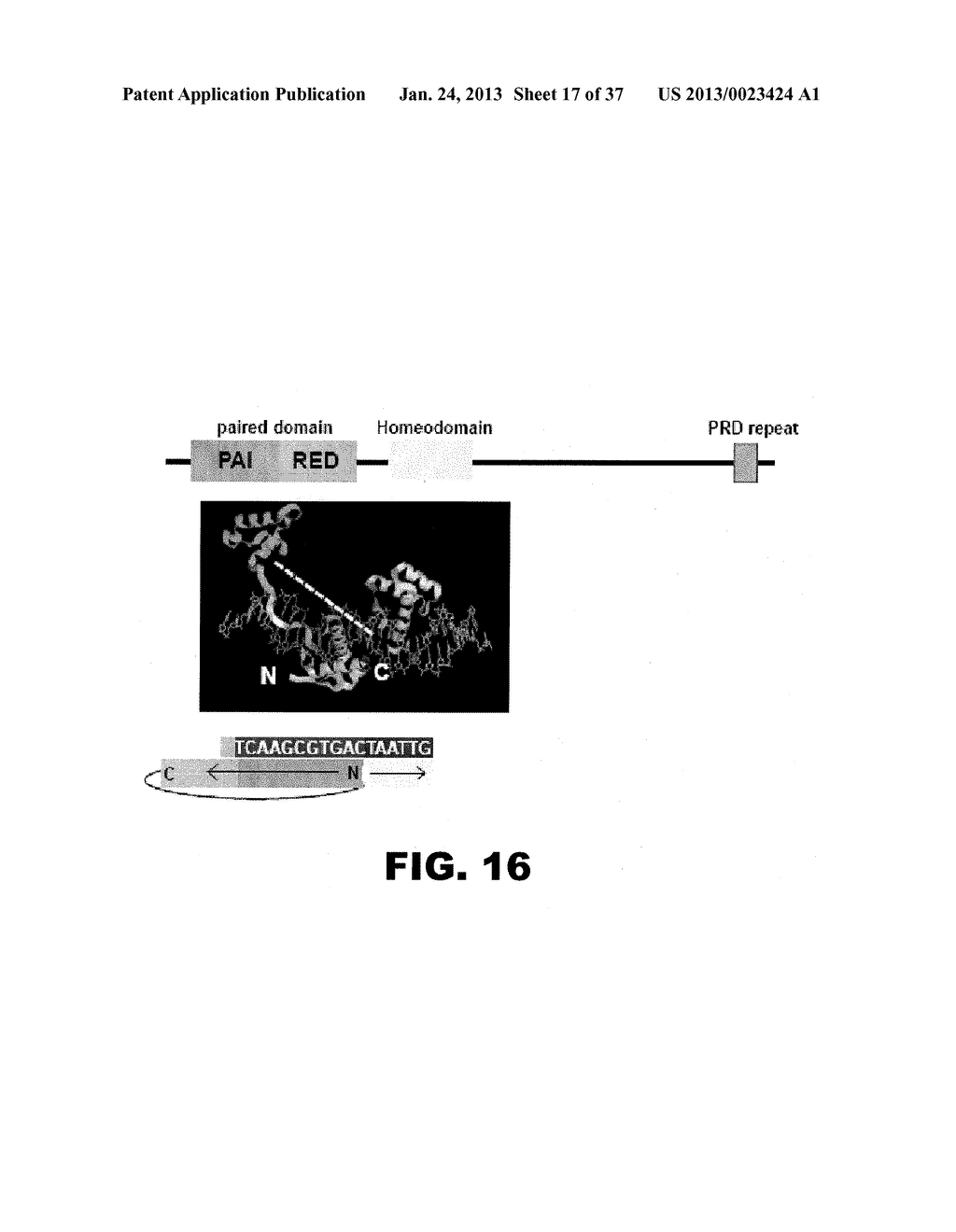 DETECTING PAX2 FOR THE DIAGNOSIS OF BREAST CANCER - diagram, schematic, and image 18