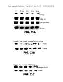 DETECTING PAX2 FOR THE DIAGNOSIS OF BREAST CANCER diagram and image