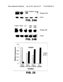 DETECTING PAX2 FOR THE DIAGNOSIS OF BREAST CANCER diagram and image