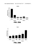 DETECTING PAX2 FOR THE DIAGNOSIS OF BREAST CANCER diagram and image