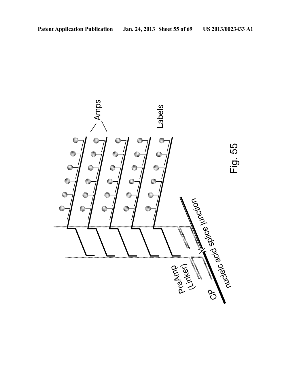 METHODS OF DETECTING NUCLEIC ACID SEQUENCES WITH HIGH SPECIFICITY - diagram, schematic, and image 56