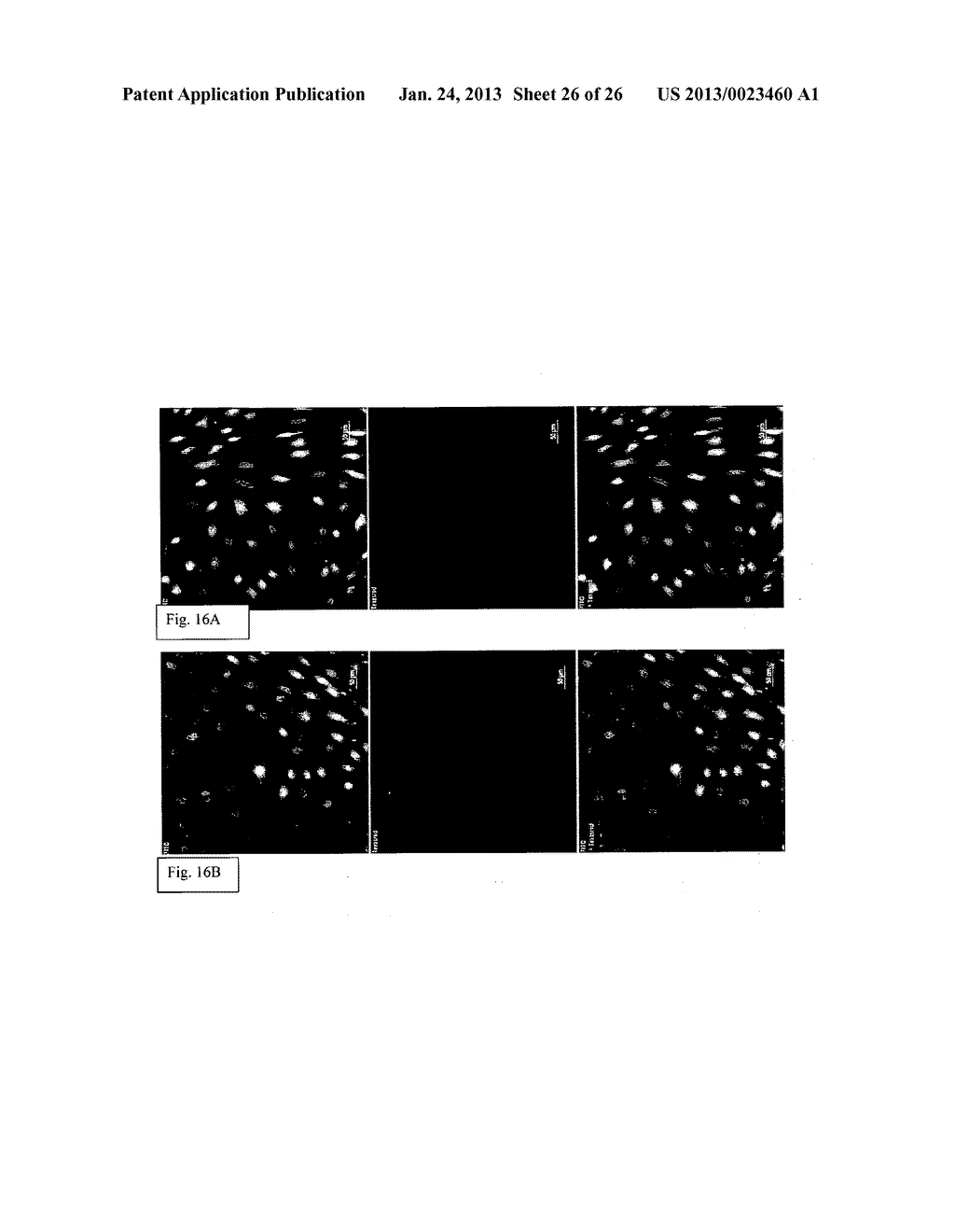 AMPHIPHILIC LINEAR PEPTIDE/PEPTOID AND HYDROGEL COMPRISING THE SAME - diagram, schematic, and image 27