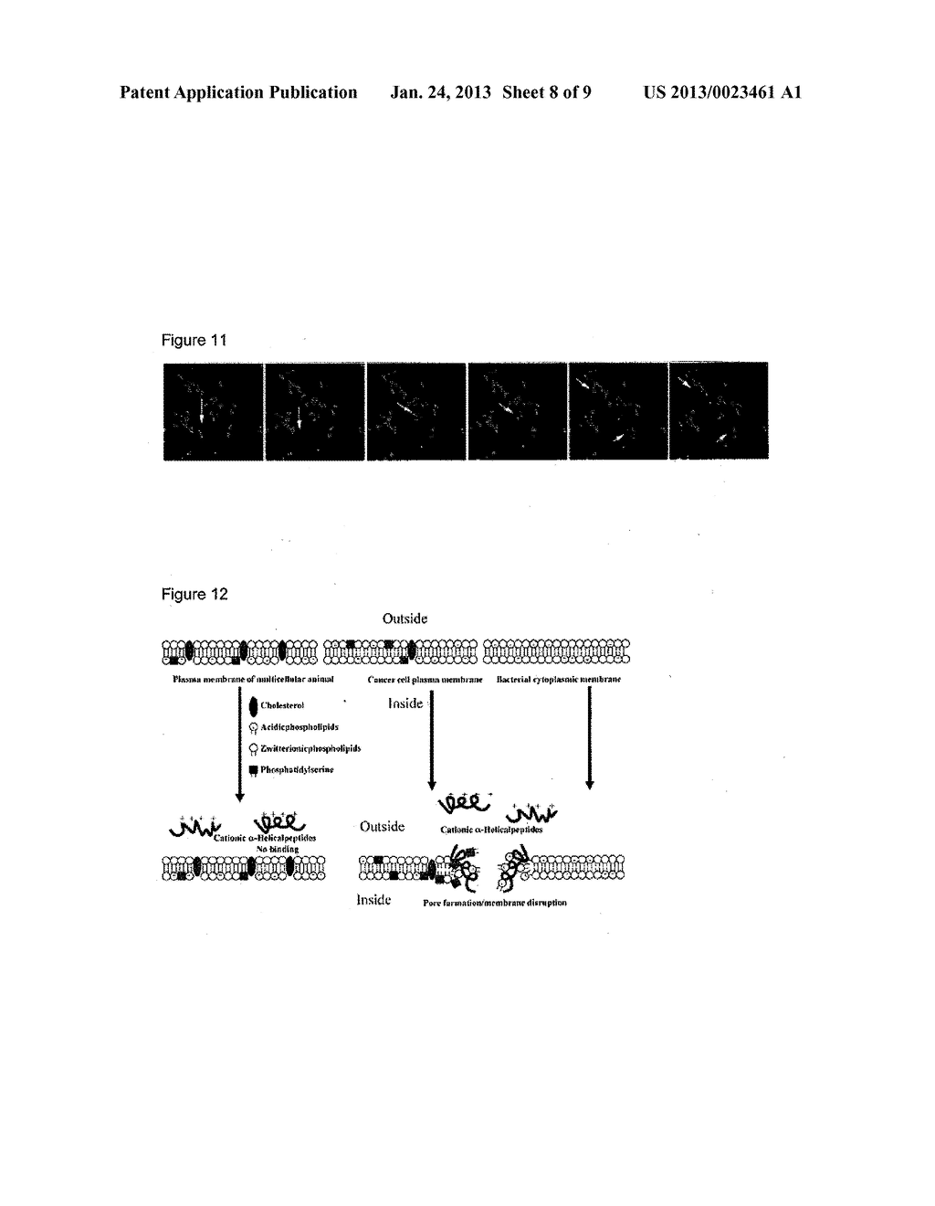 OLIGOPEPTIDE COMPOUNDS AND USES THEREOF - diagram, schematic, and image 09