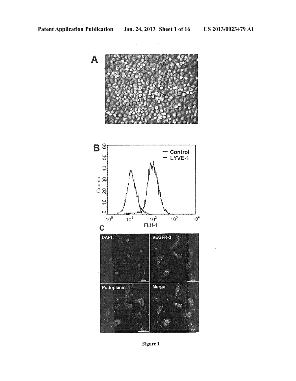 USE OF NUCLEOLIN AS A BIOMARKER FOR LYMPHANGIOGENESIS IN CANCER PROGNOSIS     AND THERAPY - diagram, schematic, and image 02