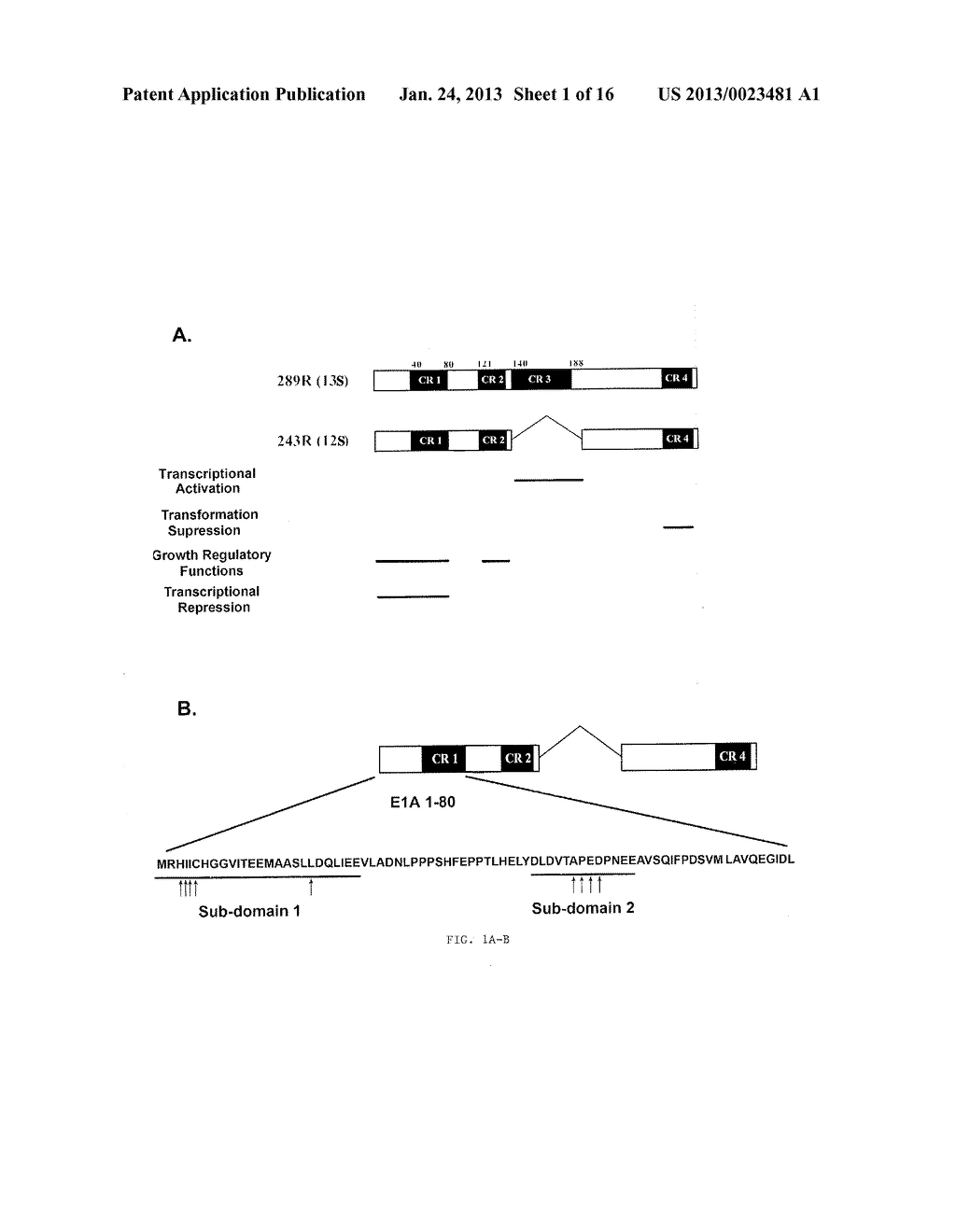 Adenovirus E1A Fragments for Use in Anti-Cancer Therapies - diagram, schematic, and image 02