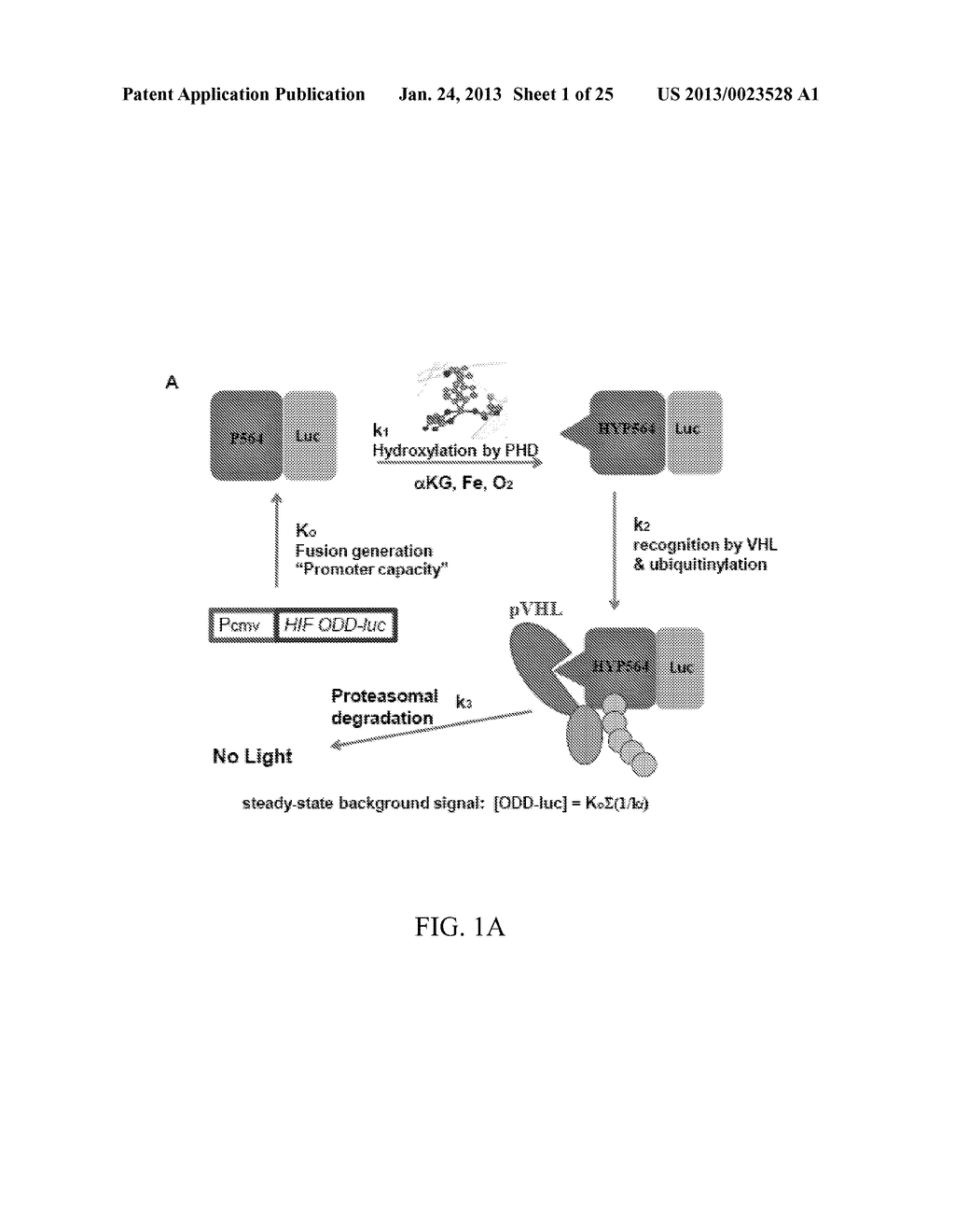 PROLYLHYDROXYLASE INHIBITORS AND METHODS OF USE - diagram, schematic, and image 02