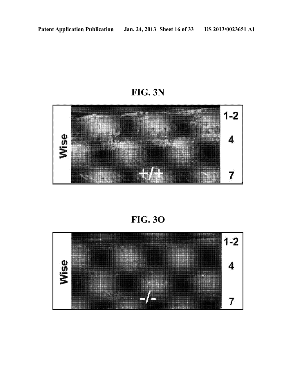 PEPTIDES FOR TREATMENT AND DIAGNOSIS OF BONE DISEASES - diagram, schematic, and image 17