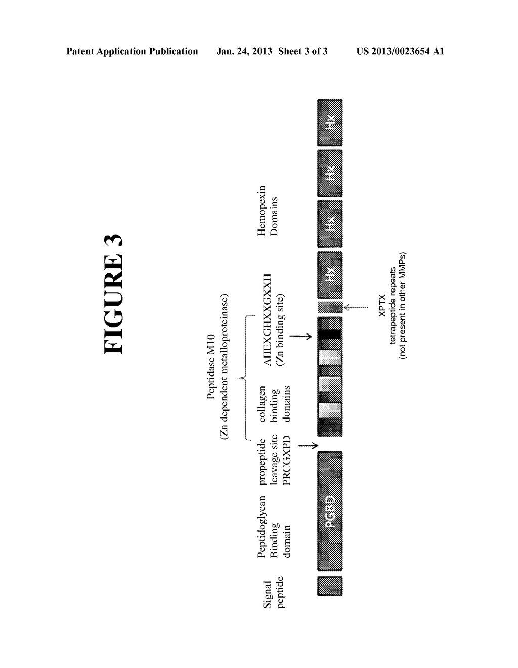 ANTIBODIES TO MATRIX METALLOPROTEINASE 9 - diagram, schematic, and image 04