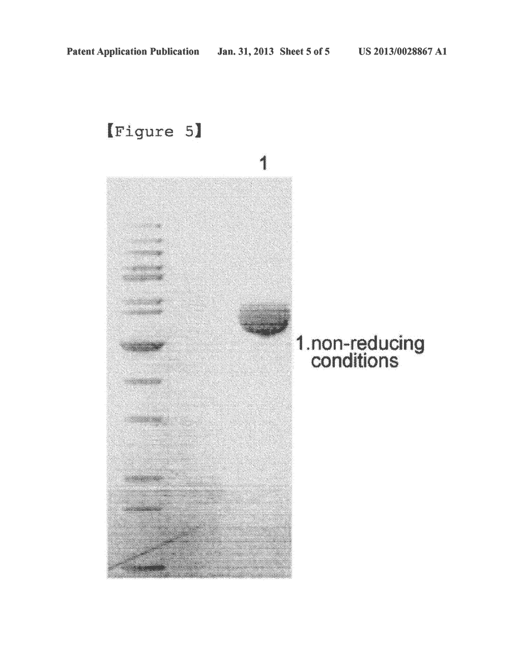 LONG-ACTING INTERFERON BETA FORMULATION USING IMMUNOGLOBULIN FRAGMENT - diagram, schematic, and image 06