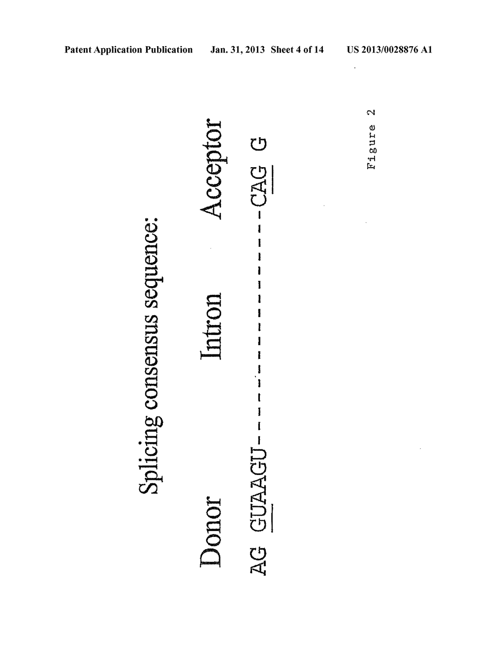 THYMIDINE KINASE - diagram, schematic, and image 05