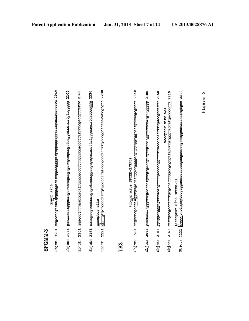 THYMIDINE KINASE - diagram, schematic, and image 08