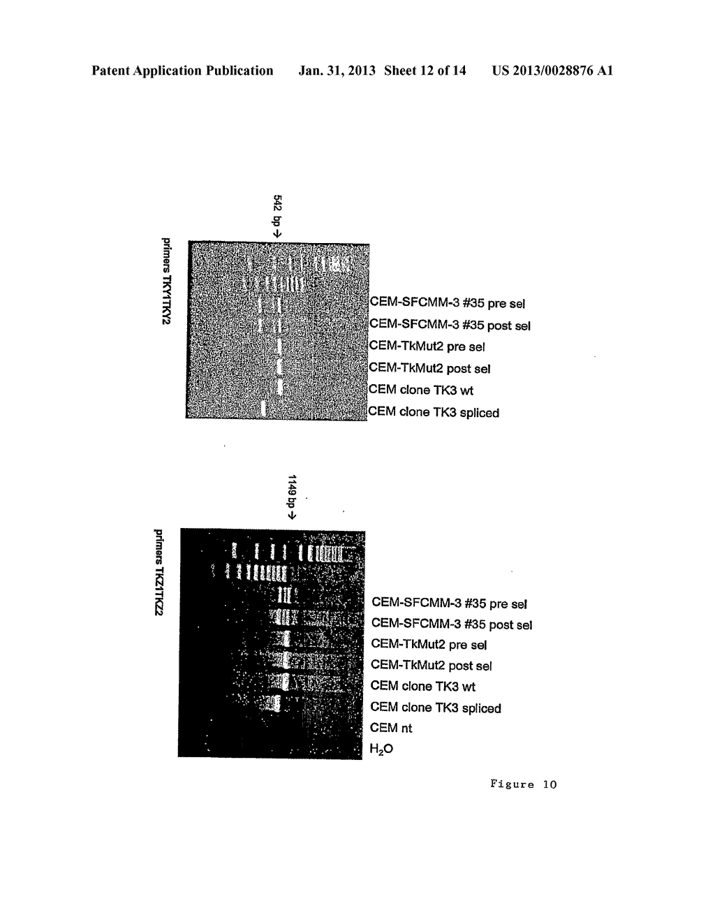 THYMIDINE KINASE - diagram, schematic, and image 13