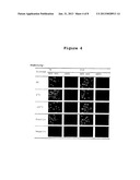 ANTIBODY THAT BINDS TO H-1 PARVOVIRUS diagram and image