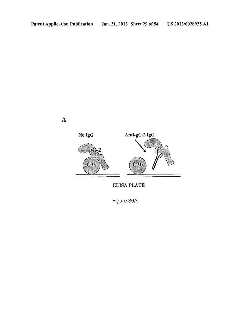 HERPES SIMPLEX VIRUS COMBINED SUBUNIT VACCINES AND METHODS OF USE THEREOF - diagram, schematic, and image 30