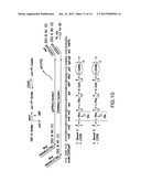 BIOSYNTHETIC SYSTEM THAT PRODUCES IMMUNOGENIC POLYSACCHARIDES IN     PROKARYOTIC CELLS diagram and image