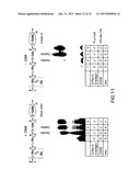 BIOSYNTHETIC SYSTEM THAT PRODUCES IMMUNOGENIC POLYSACCHARIDES IN     PROKARYOTIC CELLS diagram and image