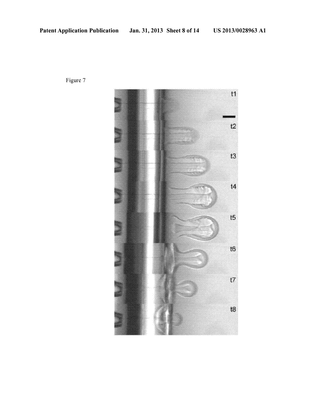 Forming an Artificial Cell with controlled membrane composition,     asymmetry, and contents - diagram, schematic, and image 09