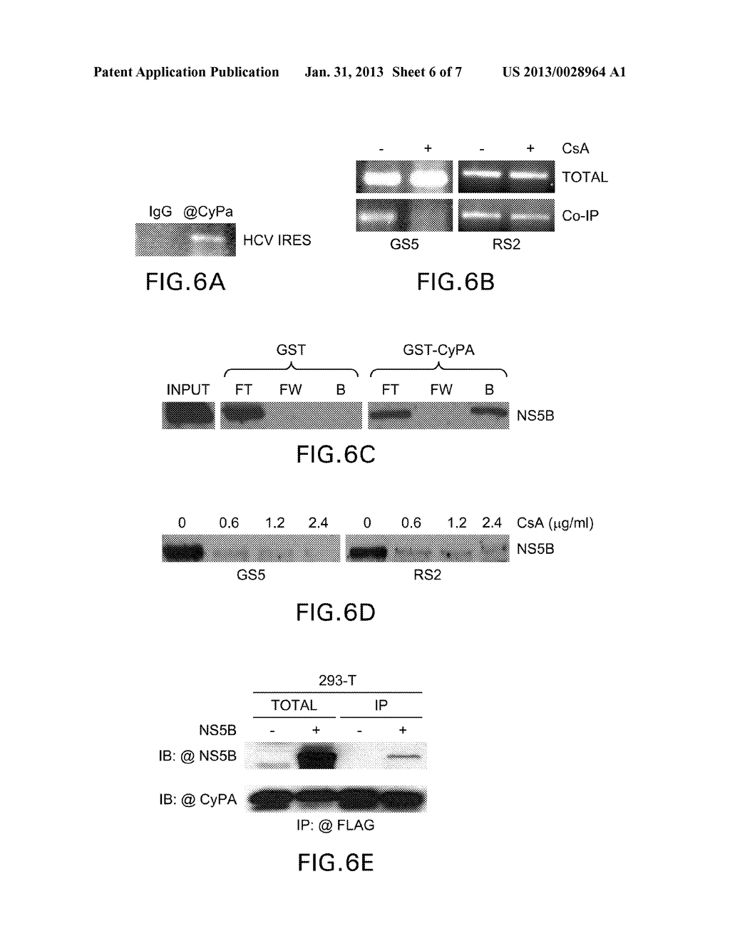 NOVEL RNAi THERAPEUTIC FOR TREATMENT OF HEPATITIS C INFECTION - diagram, schematic, and image 07