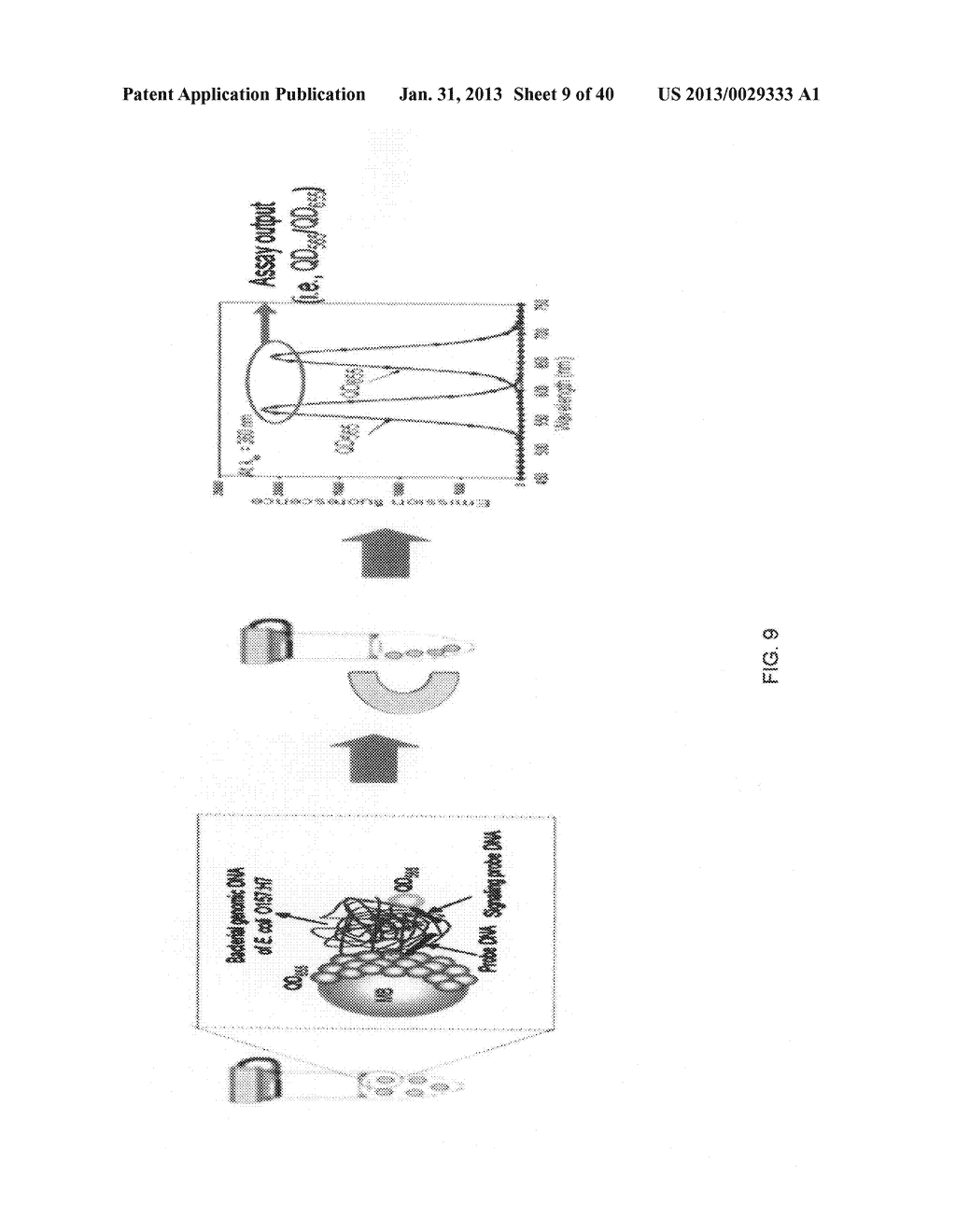 Magnetic Bead Quantum Dot Nanoparticle Assay - diagram, schematic, and image 10