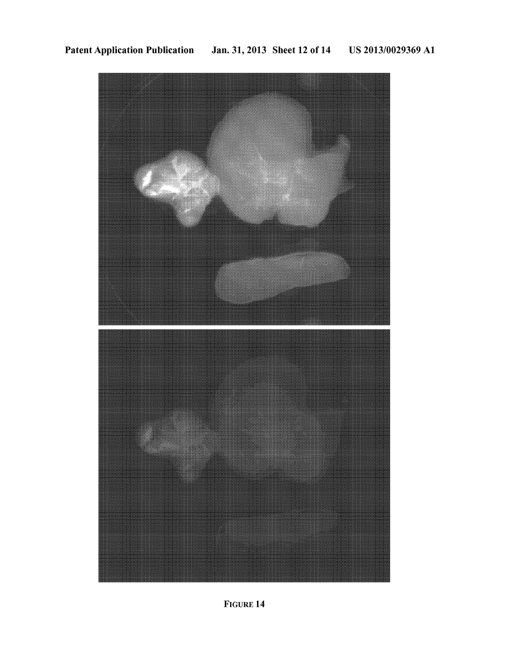 BIMODAL STAR POLYMER ARCHITECTURES AS FLUORESCENT AND MRI IMAGING REAGENTS - diagram, schematic, and image 13