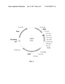 RECOMBINANT APOA-1M FROM ENGINEERED BACTERIA diagram and image