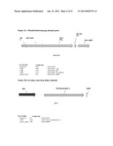 VIRUS-BASED VECTOR COMPOSITIONS USEFUL FOR TRANSDUCING EUKARYOTIC CELLS diagram and image