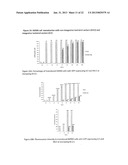 VIRUS-BASED VECTOR COMPOSITIONS USEFUL FOR TRANSDUCING EUKARYOTIC CELLS diagram and image