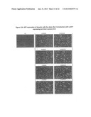 VIRUS-BASED VECTOR COMPOSITIONS USEFUL FOR TRANSDUCING EUKARYOTIC CELLS diagram and image