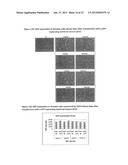 VIRUS-BASED VECTOR COMPOSITIONS USEFUL FOR TRANSDUCING EUKARYOTIC CELLS diagram and image