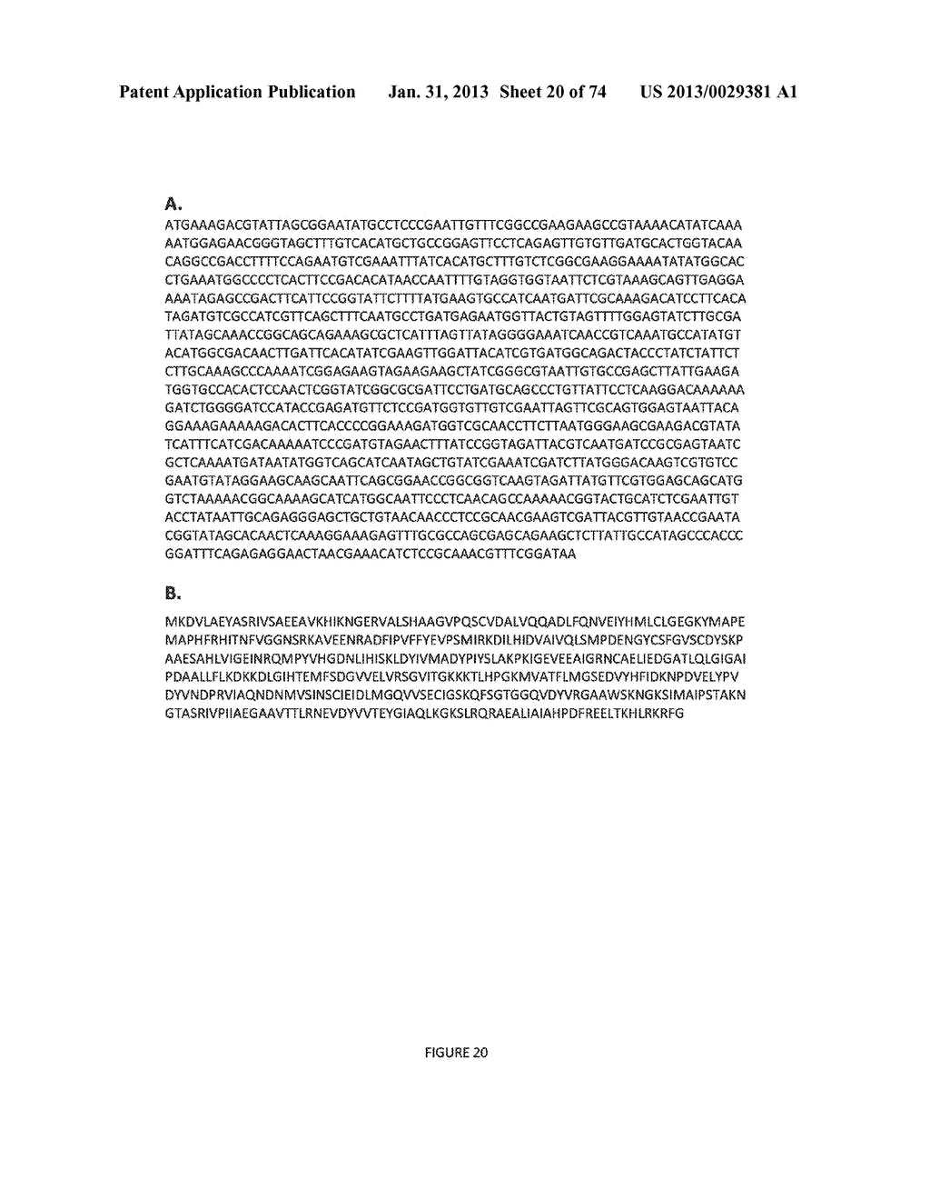 MICROORGANISMS FOR THE PRODUCTION OF 1,4-BUTANEDIOL, 4-HYDROXYBUTANAL,     4-HYDROXYBUTYRYL-COA, PUTRESCINE AND RELATED COMPOUNDS, AND METHODS     RELATED THERETO - diagram, schematic, and image 21