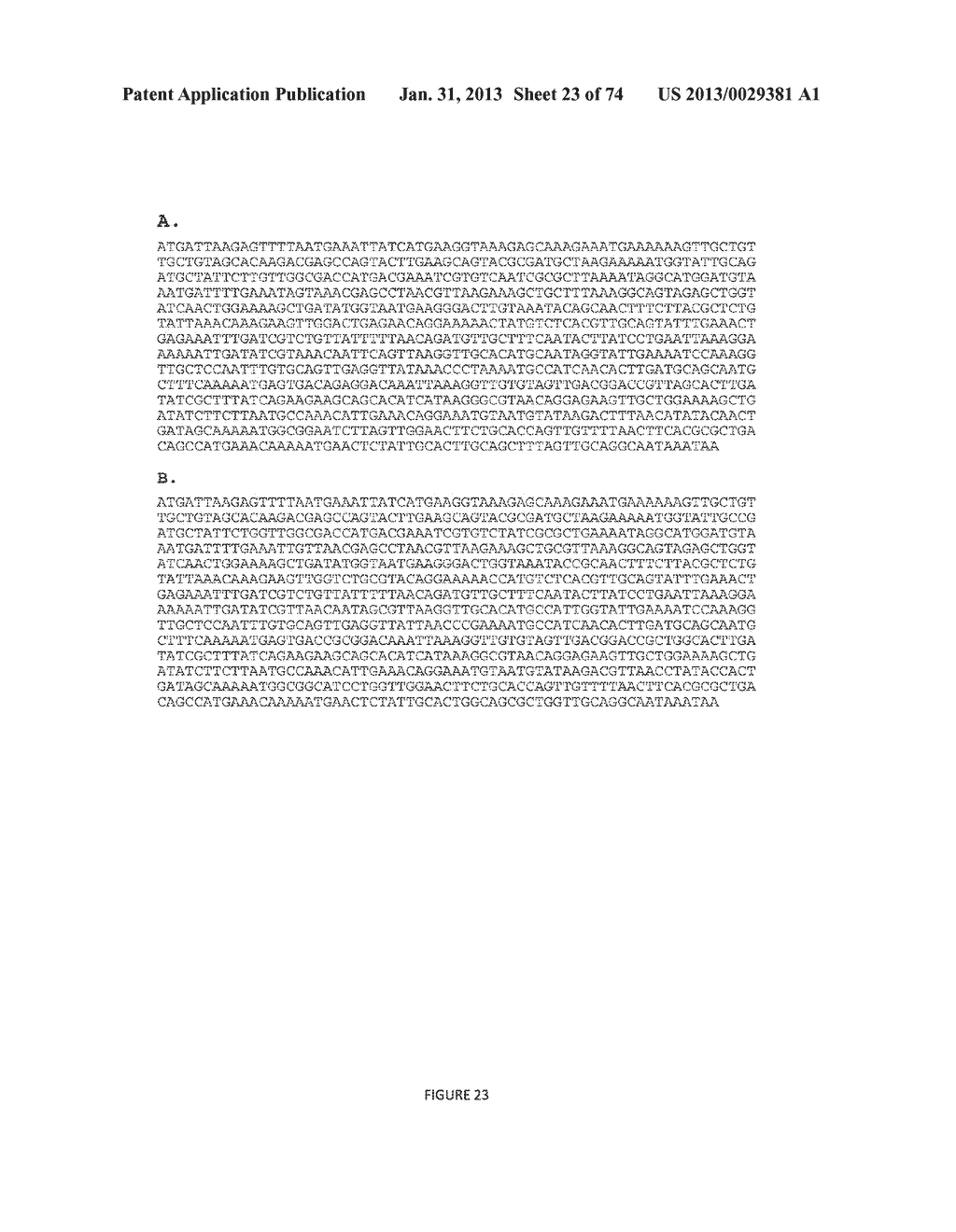 MICROORGANISMS FOR THE PRODUCTION OF 1,4-BUTANEDIOL, 4-HYDROXYBUTANAL,     4-HYDROXYBUTYRYL-COA, PUTRESCINE AND RELATED COMPOUNDS, AND METHODS     RELATED THERETO - diagram, schematic, and image 24