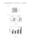 MICROORGANISMS FOR THE PRODUCTION OF 1,4-BUTANEDIOL, 4-HYDROXYBUTANAL,     4-HYDROXYBUTYRYL-COA, PUTRESCINE AND RELATED COMPOUNDS, AND METHODS     RELATED THERETO diagram and image