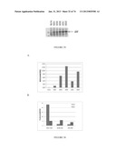 MICROORGANISMS FOR THE PRODUCTION OF 1,4-BUTANEDIOL, 4-HYDROXYBUTANAL,     4-HYDROXYBUTYRYL-COA, PUTRESCINE AND RELATED COMPOUNDS, AND METHODS     RELATED THERETO diagram and image