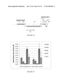 MICROORGANISMS FOR THE PRODUCTION OF 1,4-BUTANEDIOL, 4-HYDROXYBUTANAL,     4-HYDROXYBUTYRYL-COA, PUTRESCINE AND RELATED COMPOUNDS, AND METHODS     RELATED THERETO diagram and image