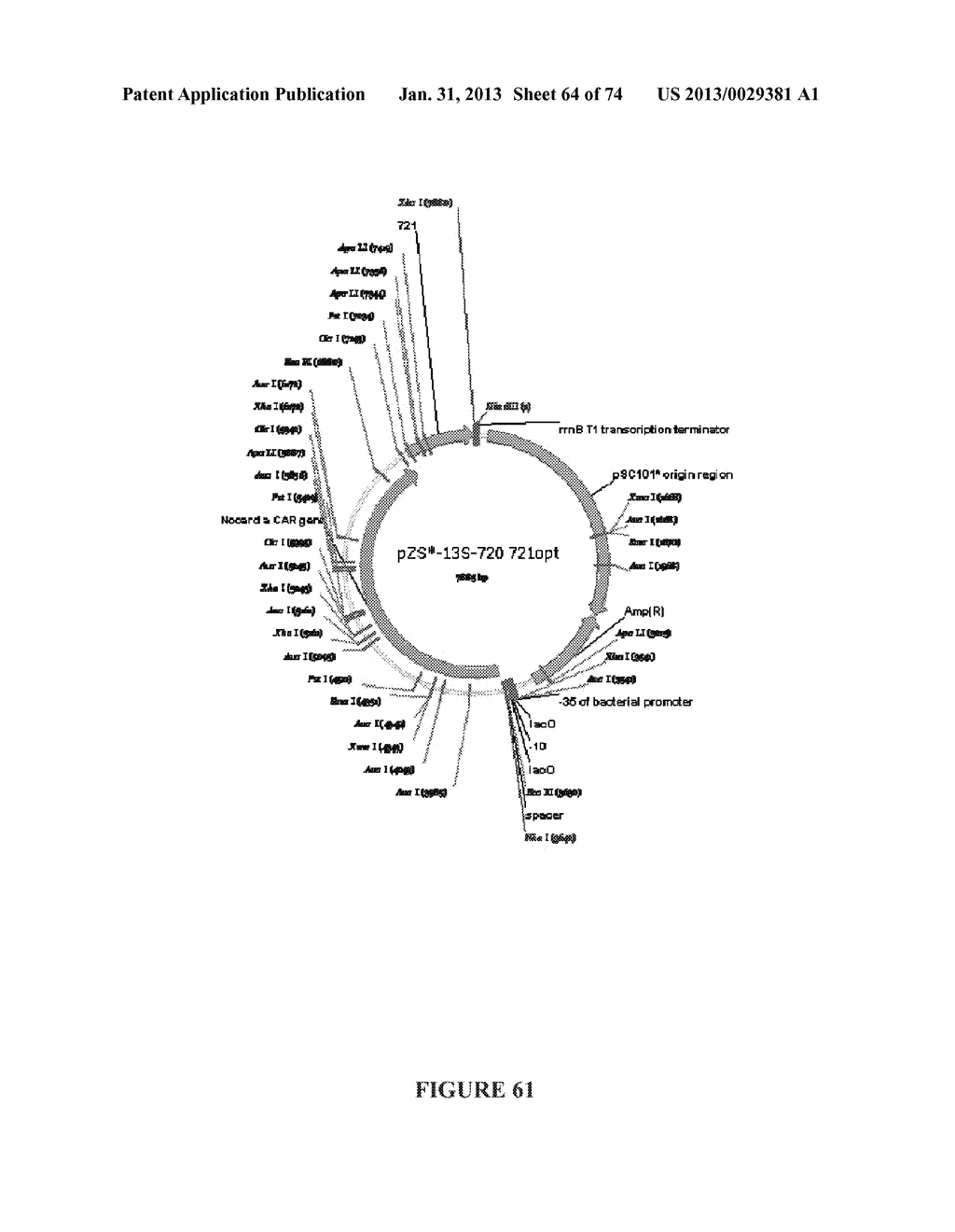 MICROORGANISMS FOR THE PRODUCTION OF 1,4-BUTANEDIOL, 4-HYDROXYBUTANAL,     4-HYDROXYBUTYRYL-COA, PUTRESCINE AND RELATED COMPOUNDS, AND METHODS     RELATED THERETO - diagram, schematic, and image 65