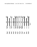 BACILLUS STRAIN FOR INCREASED PROTEIN PRODUCTION diagram and image