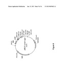 BACILLUS STRAIN FOR INCREASED PROTEIN PRODUCTION diagram and image