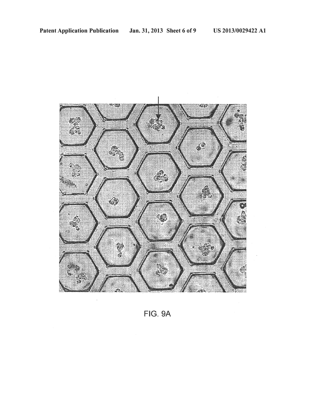 Composite Substrate for 3D Cell Culture - diagram, schematic, and image 07