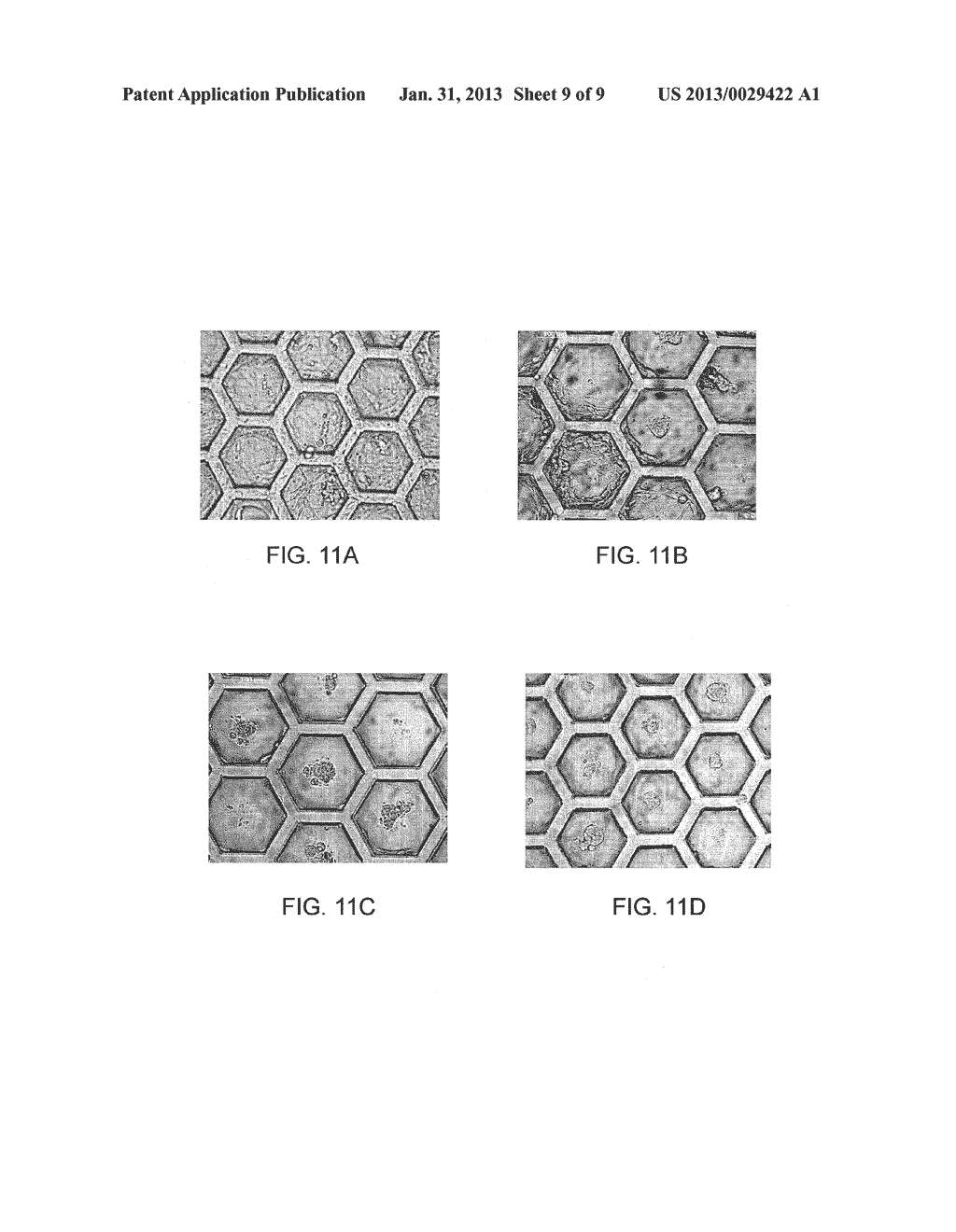 Composite Substrate for 3D Cell Culture - diagram, schematic, and image 10