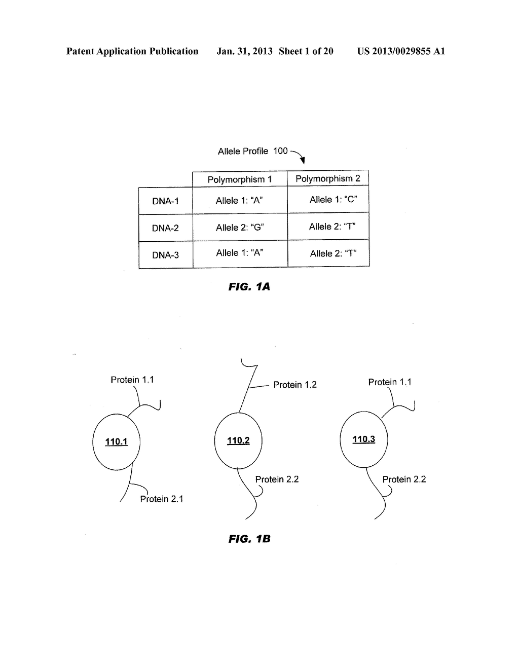 Sieving of Nucleic Acid Samples - diagram, schematic, and image 02