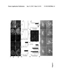 CARDIOMYOCYTES FROM INDUCED PLURIPOTENT STEM CELLS FROM PATIENTS AND     METHODS OF USE THEREOF diagram and image