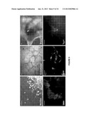 CARDIOMYOCYTES FROM INDUCED PLURIPOTENT STEM CELLS FROM PATIENTS AND     METHODS OF USE THEREOF diagram and image