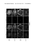 CARDIOMYOCYTES FROM INDUCED PLURIPOTENT STEM CELLS FROM PATIENTS AND     METHODS OF USE THEREOF diagram and image