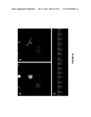 CARDIOMYOCYTES FROM INDUCED PLURIPOTENT STEM CELLS FROM PATIENTS AND     METHODS OF USE THEREOF diagram and image